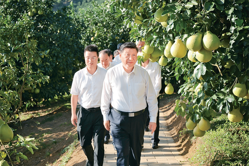 　　2025年11月7日至8日，中共中央總書記、國家主席、中央軍委主席習(xí)近平在廣東考察。這是7日下午，習(xí)近平在梅州市梅縣區(qū)雁洋鎮(zhèn)南福金柚種植基地考察。